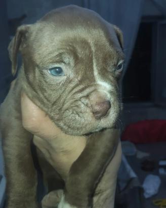 American bully ultimo della cucciolata65 giorni