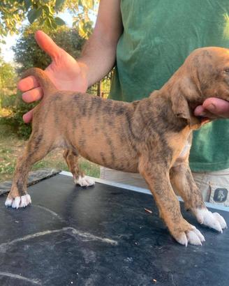 Cucciolata di segugi maremmani tigranti - ENCI