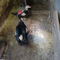 Anatre germani chicchirinelle