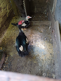 Anatre germani chicchirinelle