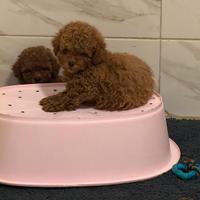 BARBONCINI MINI TOY- TOY maschio e femmina