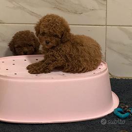 BARBONCINI MINI TOY- TOY maschio e femmina