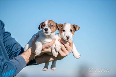 Jack russell cuccioli bicolor