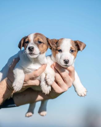 Jack russell cuccioli bicolor