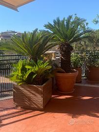 Cycas adulte