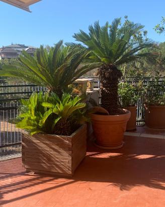 Cycas adulte
