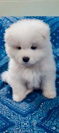 Samoiedo cuccioli