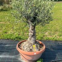 OLEA EUROPEA BONSAI