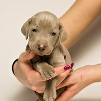 Cuccioli di Weimaraner