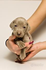 Cuccioli di Weimaraner