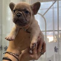 Bulldog francese