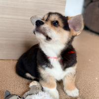 Welsh Corgi pembroke maschio