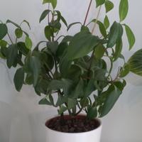 Peperomia