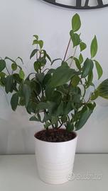 Peperomia