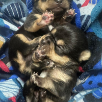 Cuccioli di chihuahua