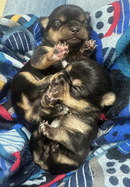 Cuccioli di chihuahua