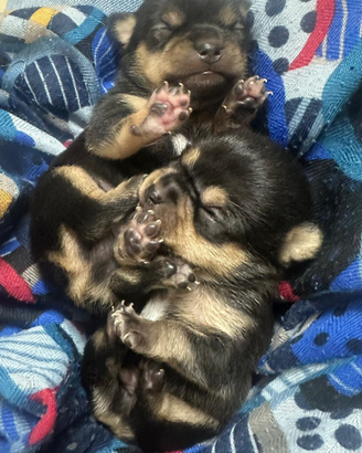 Cuccioli di chihuahua