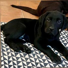 Labrador con pedigree