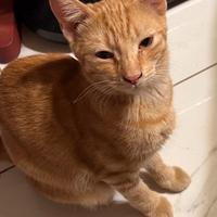 Gatto rosso femmina quasi 6 mesi