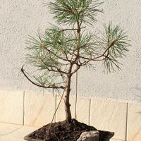 bonsai di pino laricio