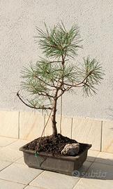 bonsai di pino laricio