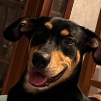 Do cane come (gratis)