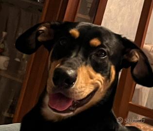 Do cane come (gratis)