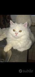 Gatti siberiano gato