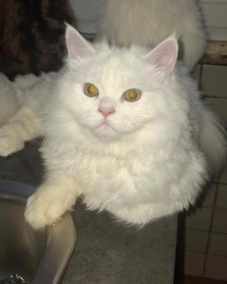 Gatti siberiano gato