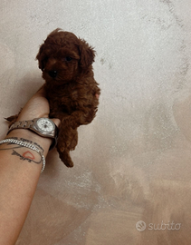 Batuffoli mini mini toy