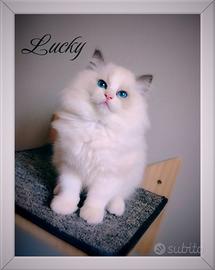 Cuccioli Ragdoll con pedigree