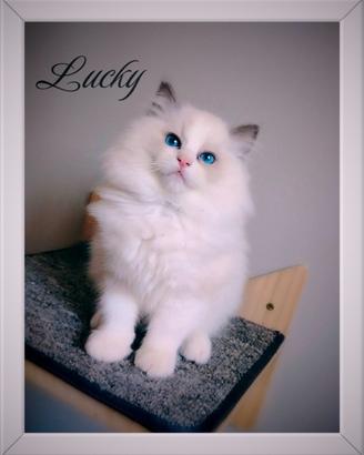 Cuccioli Ragdoll con pedigree