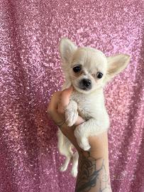 Chihuahua