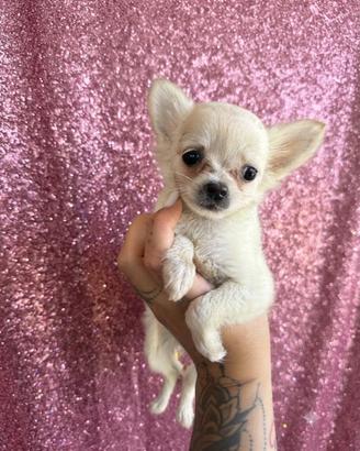 Chihuahua