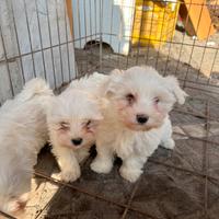 Cuccioli Maltese mini toy