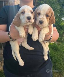Cuccioli setter inglese