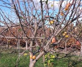 Sestu Terreno Agricolo Pronto All'Utilizzo