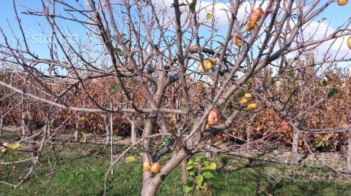 Sestu Terreno Agricolo Pronto All'Utilizzo