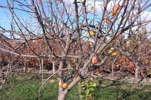 Sestu Terreno Agricolo Pronto All'Utilizzo