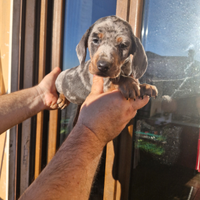 Cucciolli di bassotto arlechino blu