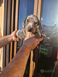 Cucciolli di bassotto arlechino blu