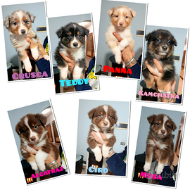 Cuccioli di Pastore Australiano con pedigree - 7 d