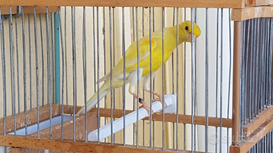 Canarino scotch fantasy