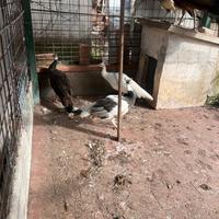 Pavoni adulti riproduttori