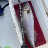 Canna artico fast jigging