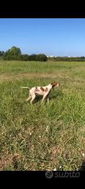 Pointer