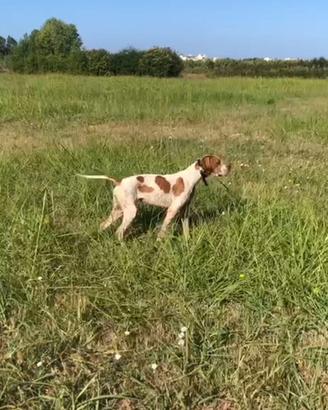 Pointer