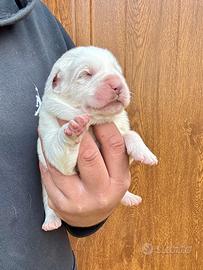 Cuccioli turkmeni Alabay