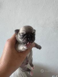 Chihuahua maschio