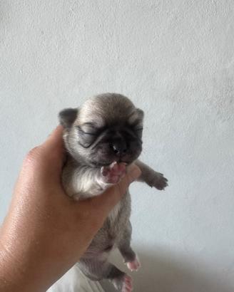 Chihuahua maschio